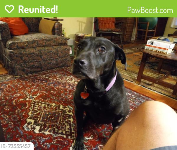 Reunited Female Dog last seen Meadowbrook Ave, Syracuse, NY 13210