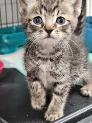 Shelter Stray Unknown Cat last seen Near FLEETWOOD DR EASLEY, SC 29640, PICKENS COUNTY, SC, 193 County Farm Rd, Pickens, SC 29671, USA