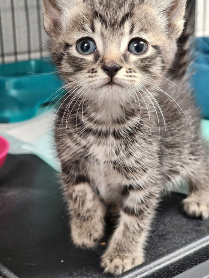 Shelter Stray Unknown Cat last seen Near FLEETWOOD DR EASLEY, SC 29640, PICKENS COUNTY, SC, 193 County Farm Rd, Pickens, SC 29671, USA