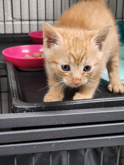 Shelter Stray Unknown Cat last seen Near FLEETWOOD DR EASLEY, SC 29640, PICKENS COUNTY, SC, 193 County Farm Rd, Pickens, SC 29671, USA