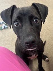 Shelter Stray Female Dog last seen Near Emerald Pkwy, 1st District, OH, 9203 Detroit Ave, Cleveland, OH 44102, USA