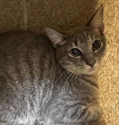 Shelter Stray Female Cat last seen Hopes Creek Rd and Innexo Rd, City of College Station, TX, 5359 Leonard Rd, Bryan, TX 77807, USA