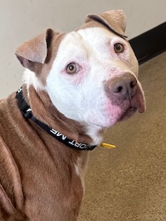 Shelter Stray Male Dog last seen E 105 & MLK, 5th District, OH, 9203 Detroit Ave, Cleveland, OH 44102, USA