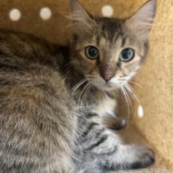 Shelter Stray Unknown Cat last seen Arizona/Nevada, City of College Station, TX, 5359 Leonard Rd, Bryan, TX 77807, USA