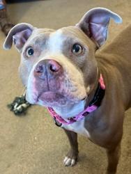 Shelter Stray Female Dog last seen Near Ingomar, 5th District, OH, 9203 Detroit Ave, Cleveland, OH 44102, USA