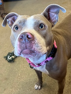 Shelter Stray Female Dog last seen Near Ingomar, 5th District, OH, 9203 Detroit Ave, Cleveland, OH 44102, USA