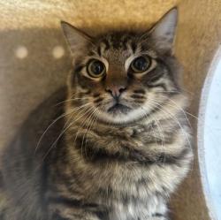 Shelter Stray Unknown Cat last seen Hopes Creek and Blue Ridge, City of College Station, TX, 5359 Leonard Rd, Bryan, TX 77807, USA