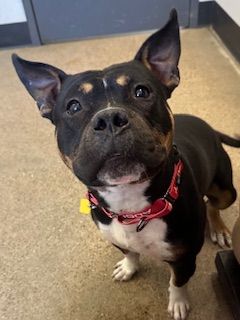 Shelter Stray Male Dog last seen Crawford & Hough, 3rd District, OH, 9203 Detroit Ave, Cleveland, OH 44102, USA