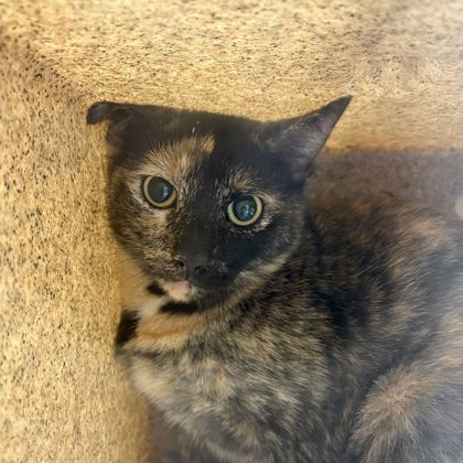 Shelter Stray Female Cat last seen Haley/Haddox, City of College Station, TX, 5359 Leonard Rd, Bryan, TX 77807, USA