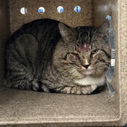 Shelter Stray Male Cat last seen Haley Pl/ Haddox Ct, City of College Station, TX, 5359 Leonard Rd, Bryan, TX 77807, USA