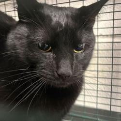 Shelter Stray Unknown Cat last seen N/A, City of Knoxville GP, TN, 3201 Division St, Knoxville, TN 37919, USA