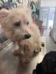 Shelter Stray Male Dog last seen Elizabeth Ave / Loblolly - Derby Park, New Bern City Limits,, 1639 Old Airport Rd, New Bern, NC 28562, USA