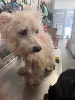 Shelter Stray Male Dog last seen Elizabeth Ave / Loblolly - Derby Park, New Bern City Limits,, 1639 Old Airport Rd, New Bern, NC 28562, USA