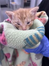 Shelter Stray Male Cat last seen Williams Street, New Bern City Limits, NC, 1639 Old Airport Rd, New Bern, NC 28562, USA