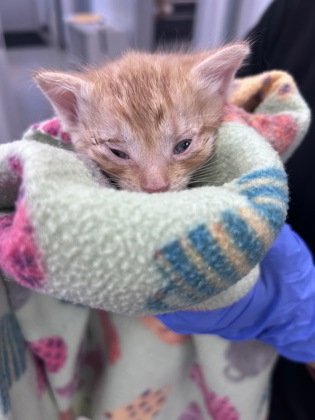 Shelter Stray Male Cat last seen Williams Street, New Bern City Limits, NC, 1639 Old Airport Rd, New Bern, NC 28562, USA