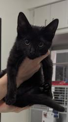 Shelter Stray Male Cat last seen 4701-1H Flat Shoals Rd, Union City, GA, 1251 Fulton Industrial Blvd NW, Atlanta, GA 30336, USA