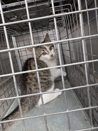 Shelter Stray Male Cat last seen Near n main, District 1 - North Cleburne, TX, 2375 Service Dr, Cleburne, TX 76033, USA
