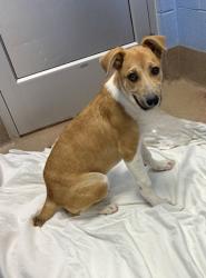 Shelter Stray Male Dog last seen Near EVANS MILL ROAD Lithonia, 30058, 30058, GA, 3280 Chamblee Dunwoody Rd, Chamblee, GA 30341, USA