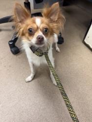 Shelter Stray Male Dog last seen Near Tilly Mill Rd, Atlanta, GA 30360, 30360, GA, 3280 Chamblee Dunwoody Rd, Chamblee, GA 30341, USA
