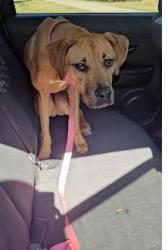 Shelter Stray Unknown Dog last seen Near CLairmont Road Atlanta GA 30329, 30329, GA, 3280 Chamblee Dunwoody Rd, Chamblee, GA 30341, USA