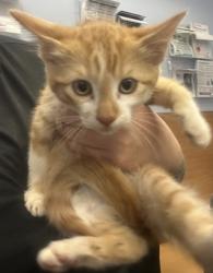 Shelter Stray Male Cat last seen Near Merry ln NE Atlanta, ga 30329, 30329, GA, 3280 Chamblee Dunwoody Rd, Chamblee, GA 30341, USA