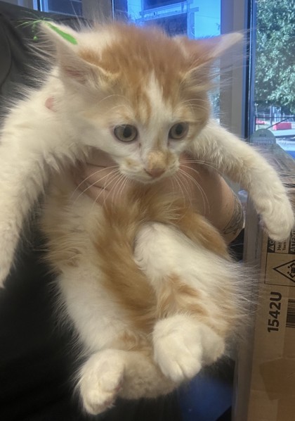 Shelter Stray Male Cat last seen Near Merry ln NE Atlanta, ga 30329, 30329, GA, 3280 Chamblee Dunwoody Rd, Chamblee, GA 30341, USA
