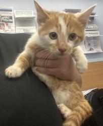 Shelter Stray Male Cat last seen Near Merry ln NE Atlanta, ga 30329, 30329, GA, 3280 Chamblee Dunwoody Rd, Chamblee, GA 30341, USA