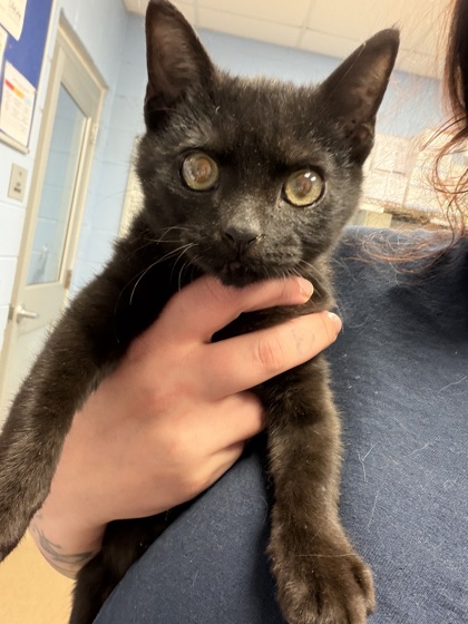 Shelter Stray Male Cat last seen Near Milscott Drive Decatur, GA 30033, 30033, GA, 3280 Chamblee Dunwoody Rd, Chamblee, GA 30341, USA
