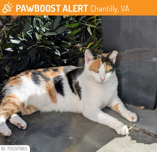 Found/Stray Female Cat last seen Armfield Farms, Haverford Ct., Chantilly, VA 20151