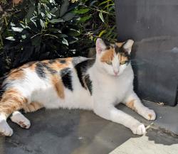 Found/Stray Female Cat last seen Armfield Farms, Haverford Ct., Chantilly, VA 20151