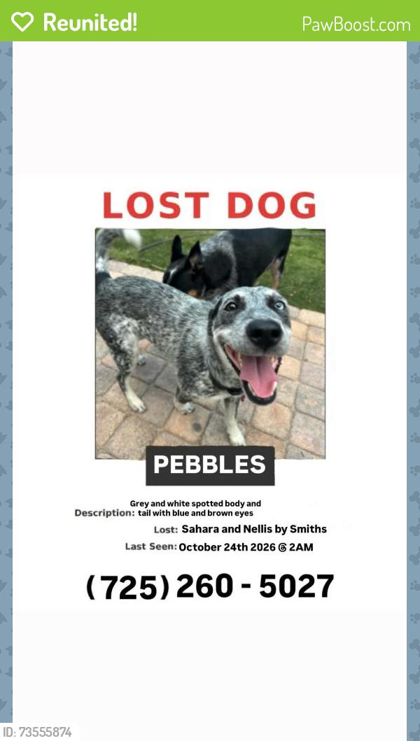 Reunited Female Dog last seen East Sahara Ave by Smiths, Las Vegas, NV 89121