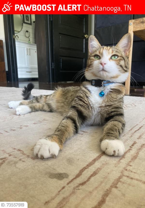 Lost Female Cat last seen Duncan Ave & Holly St by Wally’s Restaurant, Chattanooga, TN 37404