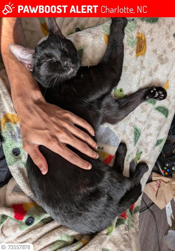 Lost Female Cat last seen About 5 minutes from the Hilton (conventions are hosted here), Charlotte, NC 28262