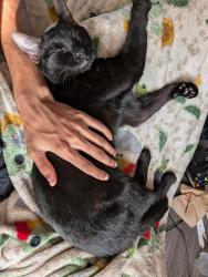 Lost Female Cat last seen About 5 minutes from the Hilton (conventions are hosted here), Charlotte, NC 28262