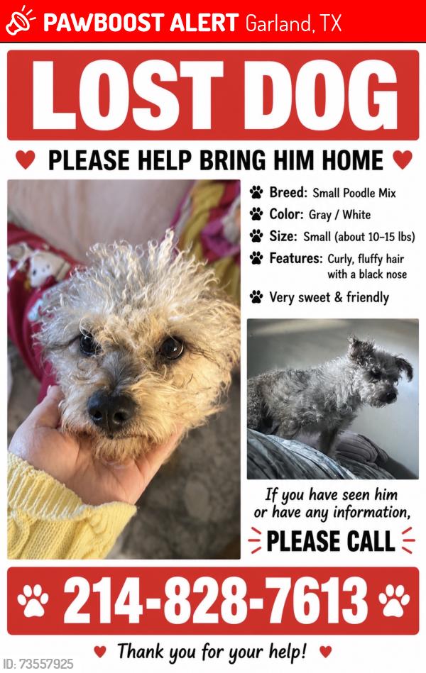 Lost Male Dog last seen Noethwest and la prada, Garland, TX 75043