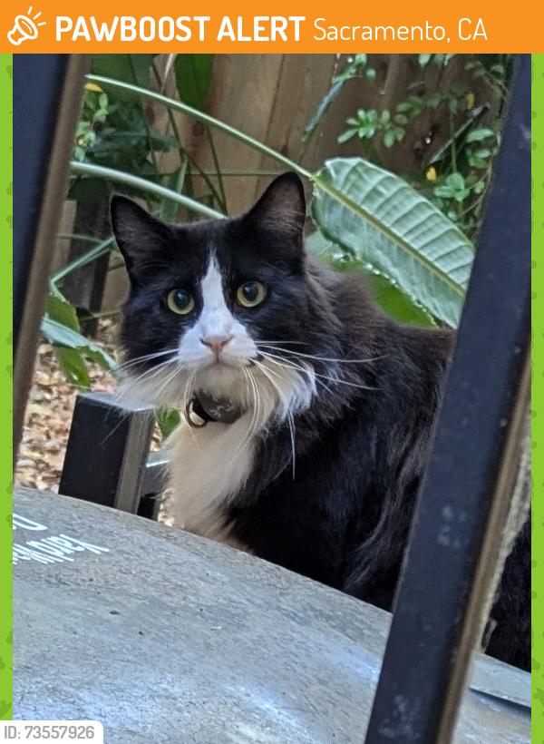 Found/Stray Unknown Cat last seen Near 23rd Street, Sacramento, CA 95816