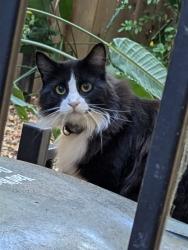Found/Stray Unknown Cat last seen Near 23rd Street, Sacramento, CA 95816