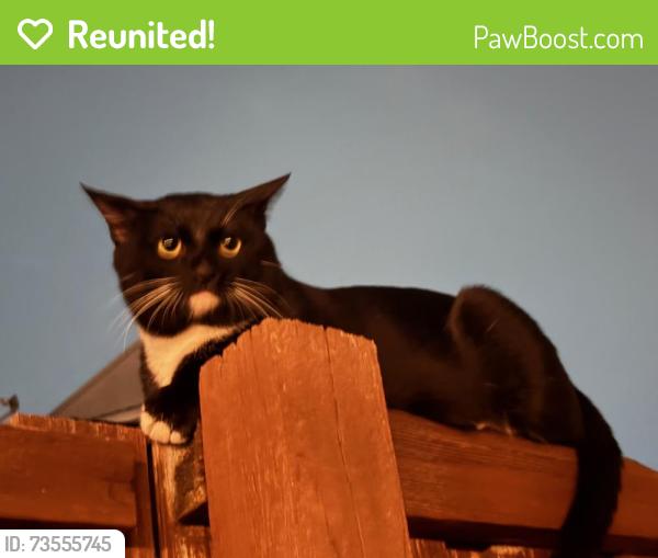 Reunited Unknown Cat last seen Keller Springs Rd, Carrollton, TX 75204