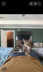 Reunited Female Cat last seen Near and brown, wylie cemetery, Wylie, TX 75098