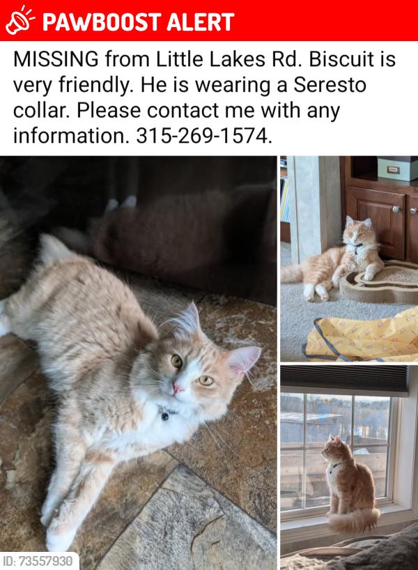 Lost Male Cat last seen Bend in road, Richfield Springs, NY 13439