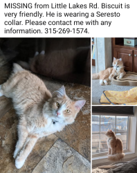 Lost Male Cat last seen Bend in road, Richfield Springs, NY 13439