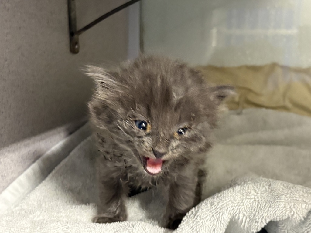 Shelter Stray Female Cat last seen Near E Blaine Avenue, SALT LAKE CITY, UT, 84105, 511 W 3900 S, Salt Lake City, UT 84123, USA