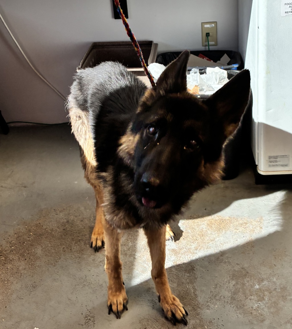 Shelter Stray Male Dog last seen UT, 511 W 3900 S, Salt Lake City, UT 84123, USA