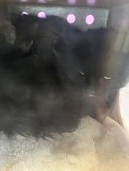 Shelter Stray Male Cat last seen Near E 600 S, SALT LAKE CITY, UT, 84102, 511 W 3900 S, Salt Lake City, UT 84123, USA