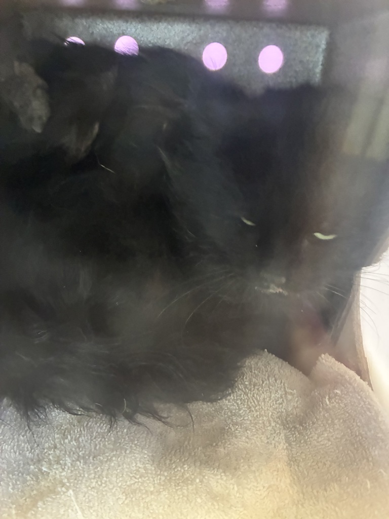 Shelter Stray Male Cat last seen Near E 600 S, SALT LAKE CITY, UT, 84102, 511 W 3900 S, Salt Lake City, UT 84123, USA