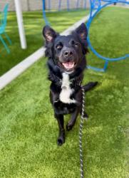 Shelter Stray Male Dog last seen Near W 660 S, SALT LAKE CITY, UT, 84104, 511 W 3900 S, Salt Lake City, UT 84123, USA