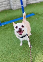 Shelter Stray Female Dog last seen Near W 300 S, SALT LAKE CITY, UT, 84104, 511 W 3900 S, Salt Lake City, UT 84123, USA