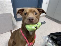 Shelter Stray Male Dog last seen W 110th Street, NEW YORK, NY, 10029, 326 E 110th St, New York, NY 10029, USA
