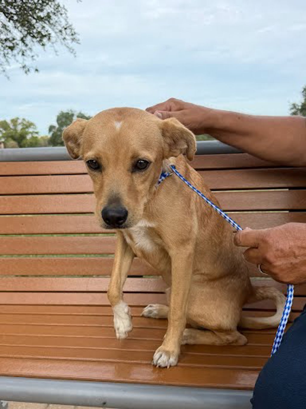 Shelter Stray Male Dog last seen Near E Yager Lane, MANOR, TX, 78653, 7201 Levander Loop bldg a, Austin, TX 78702, USA