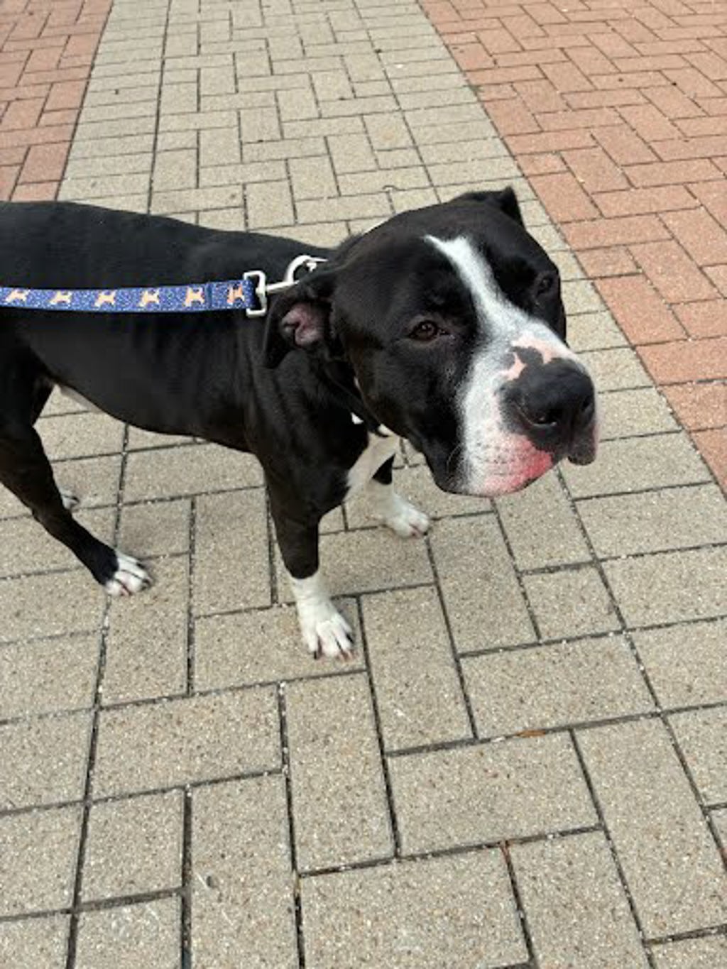 Shelter Stray Male Dog last seen Near W Howard Lane, AUSTIN, TX, 78727, 7201 Levander Loop bldg a, Austin, TX 78702, USA